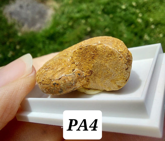 Phylloceras Ammonite, Fossil (Ref: PA4)