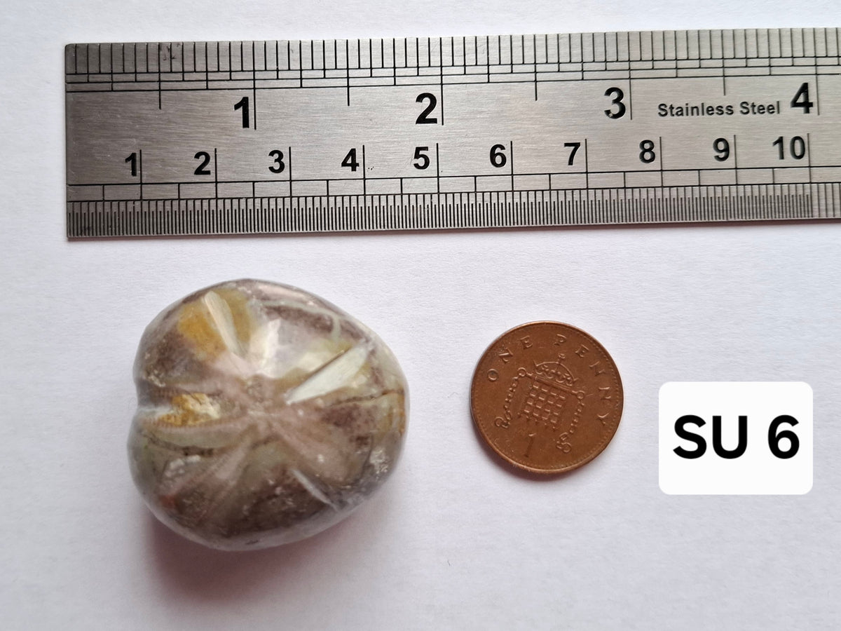 Polished Sea Urchin, Fossil (Ref: SU6)