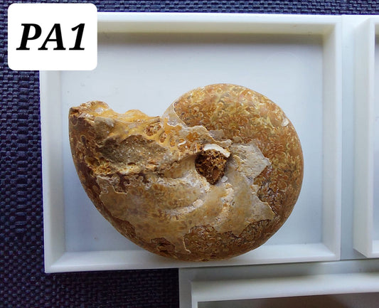 Phylloceras Ammonite, Fossil (Ref: PA1)