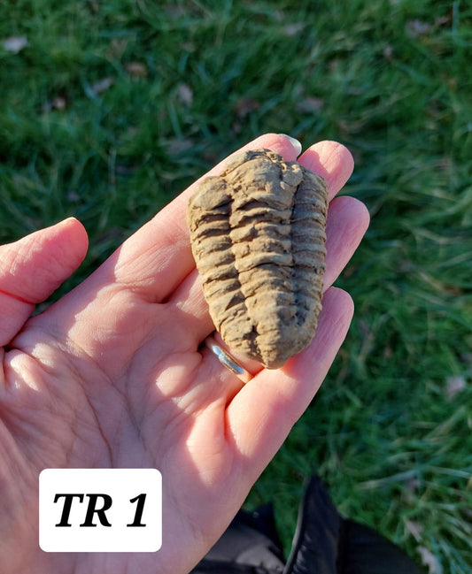 Trilobite (Flexicalymene), 47.00g, Fossil (Ref: TR1)