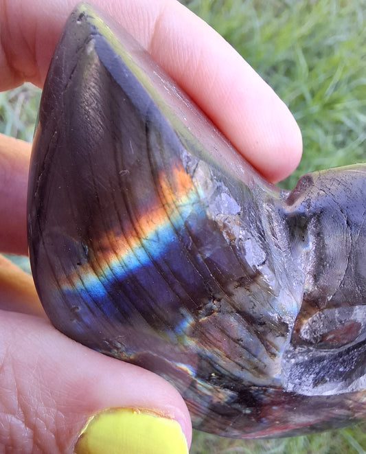 Labradorite Ammonite Carving, 153.97g, Crystal (Ref: laba2)