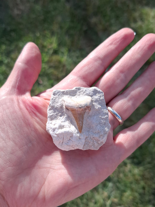 Otodus Shark Tooth in Rock, Fossil (Ref: OT2)