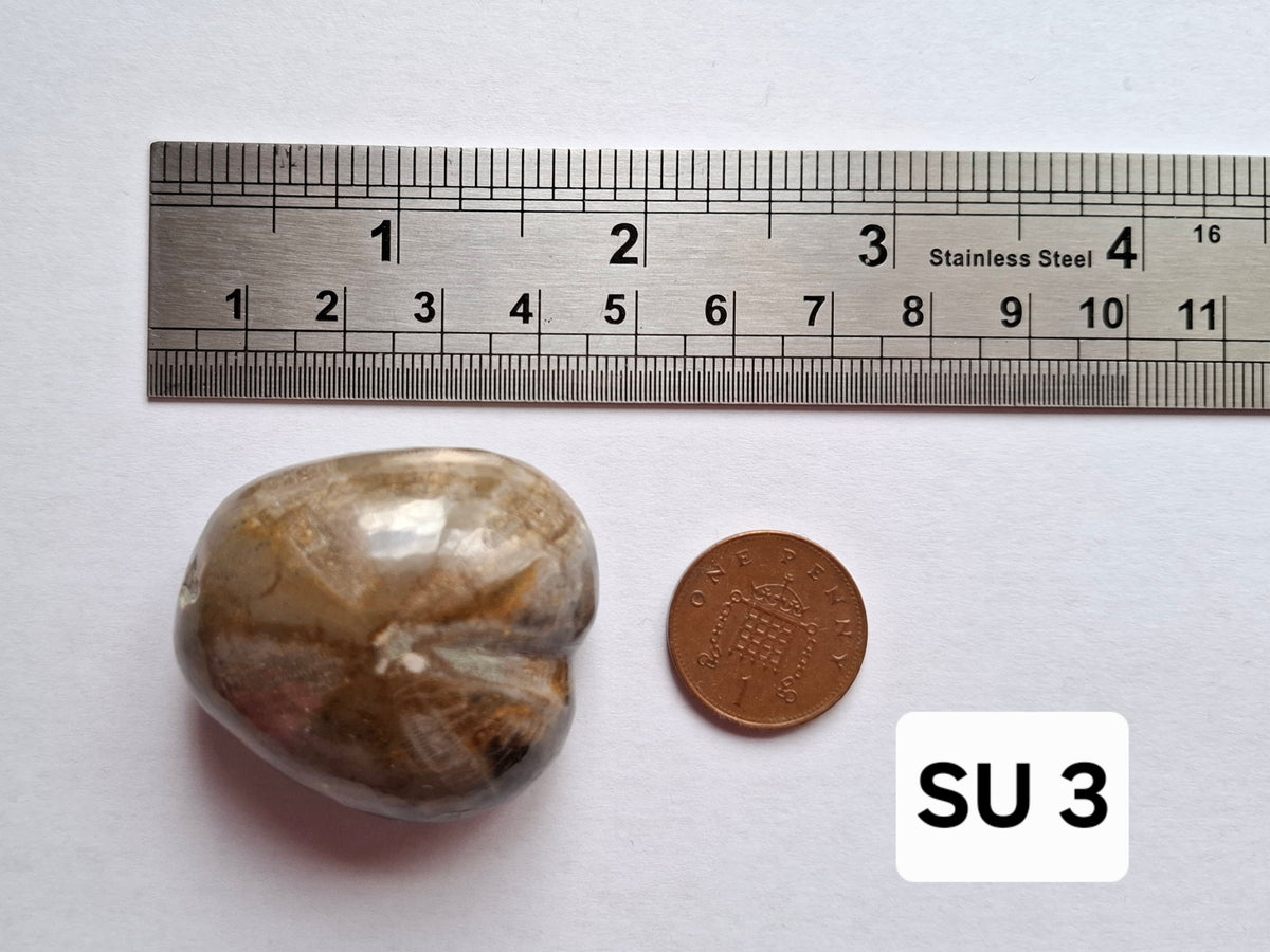 Polished Sea Urchin, Fossil (Ref: SU3)
