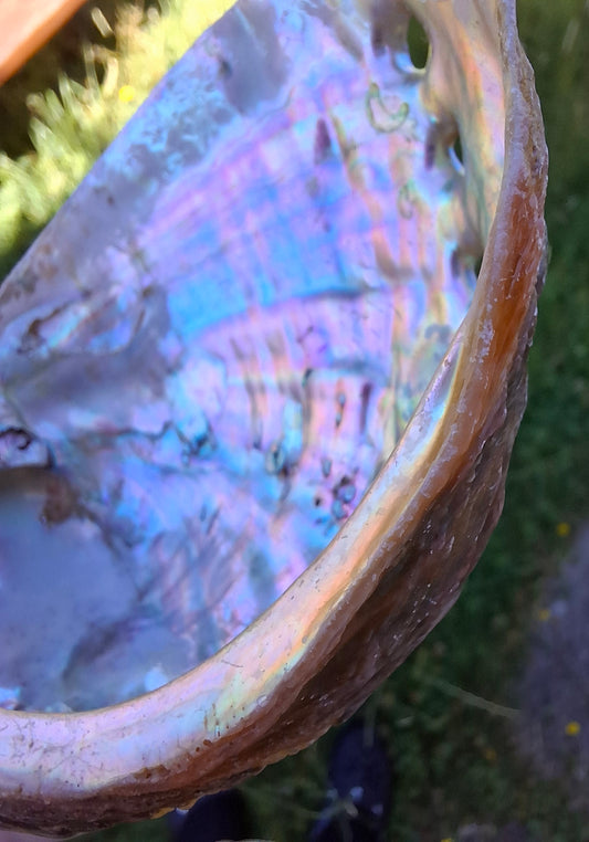 Abalone Shell, (Ref: SH1)