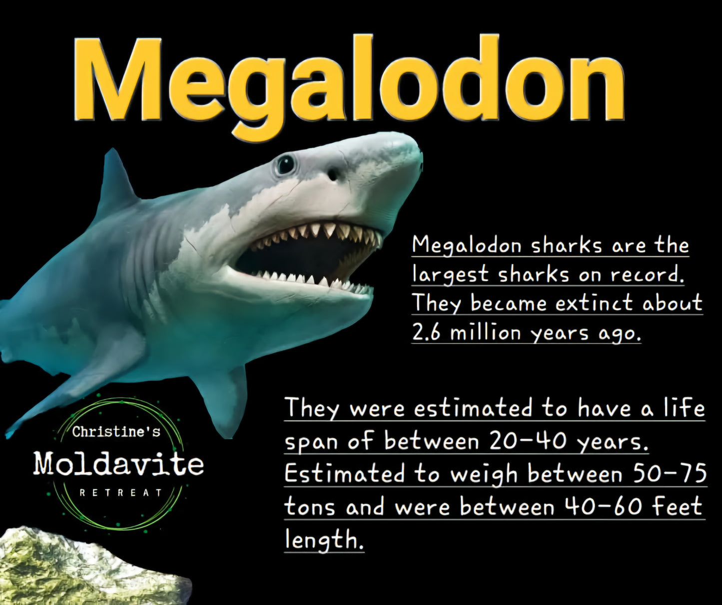Megalodon (partial) Shark Tooth, 109.68g, Fossil (Ref: Meg1)