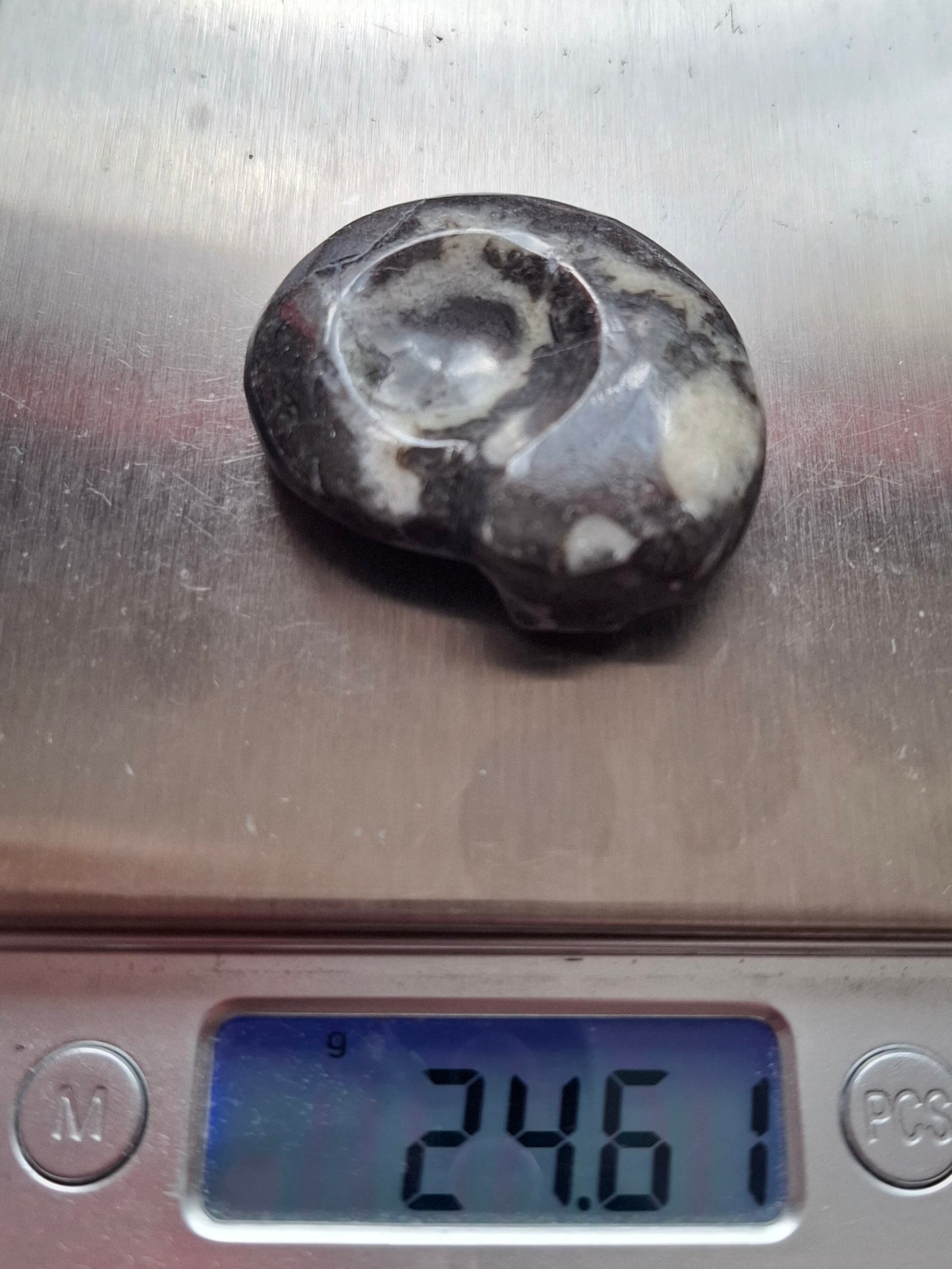 Goniatite, Fossil (Ref: GA6)