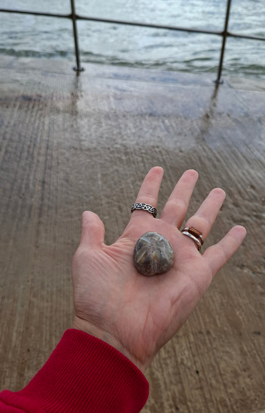 Polished Sea Urchin, Fossil (Ref: SU6)