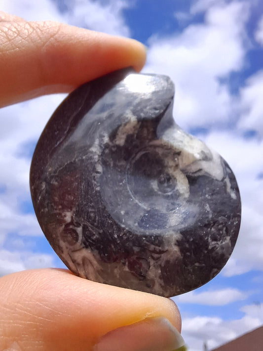 Goniatite, Fossil (Ref: GA5)