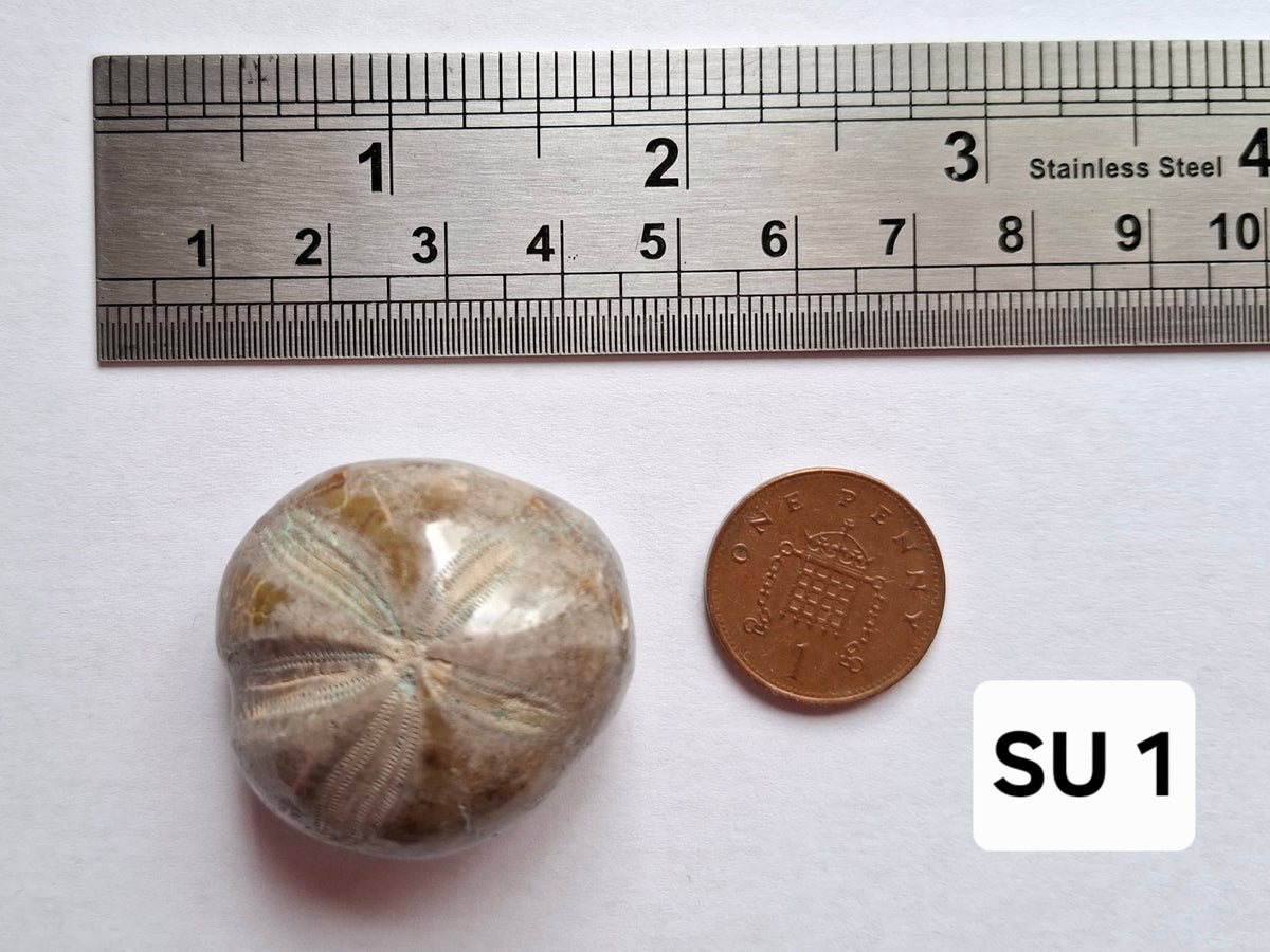 Polished Sea Urchin, Fossil (Ref: SU1)