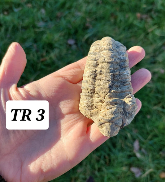 Trilobite (Flexicalymene), 83.86g, Fossil (Ref: TR3)