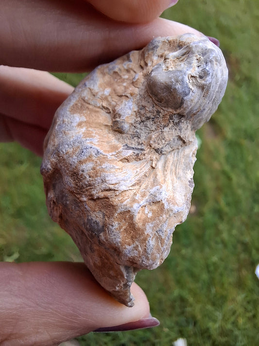 Gryphaea (Devil's Toenail), 57.53g, Fossil (Ref: G2)