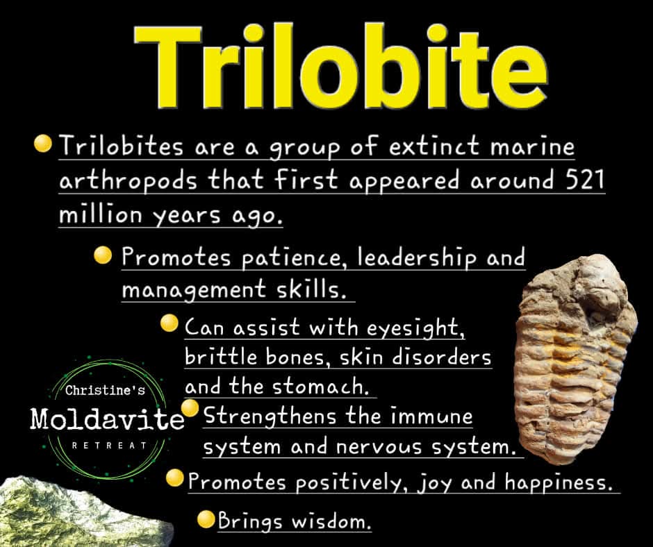Trilobite (Flexicalymene), 111.00g, Fossil (Ref: TR4)