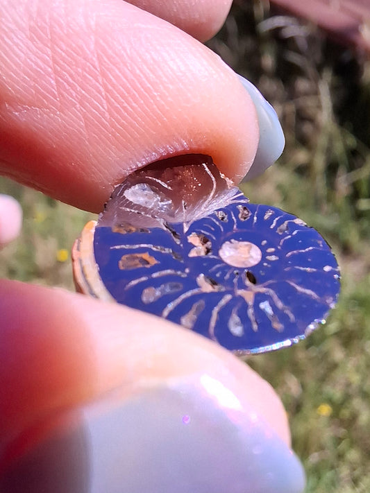 Small Haematite Ammonite HALF, 1.32g, Fossil (Ref: MA5)