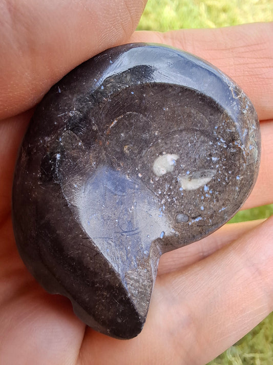 Goniatite, Fossil (Ref: GA8)