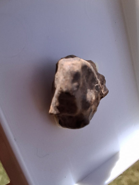 Chondrite, Meteorite (Ref: CM5)
