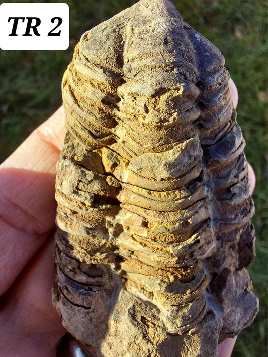Trilobite (Flexicalymene), 62.33g, Fossil (Ref: TR2)