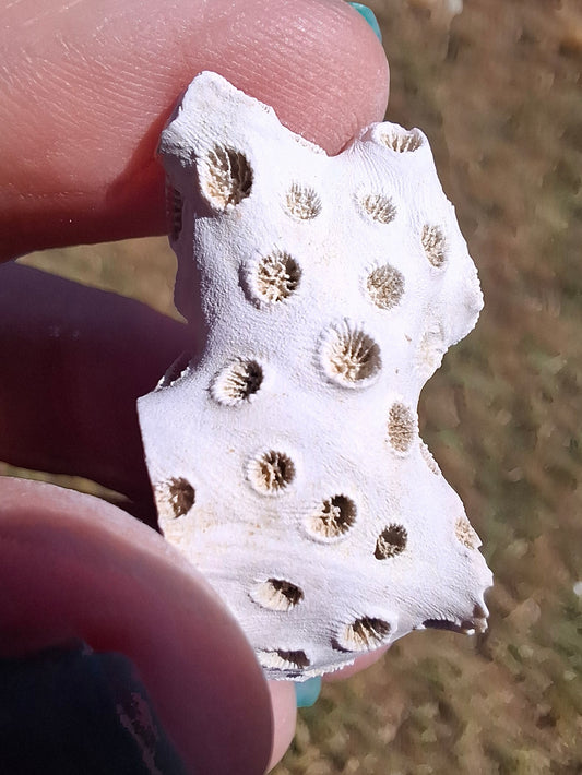 Fossil Coral, (Ref: FC4)