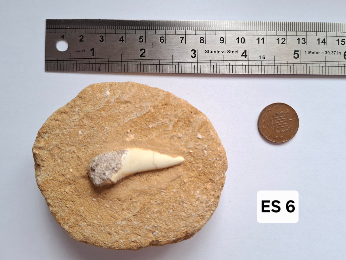 Enchodus Sabre Tooth, Fossil (Ref: ES6)