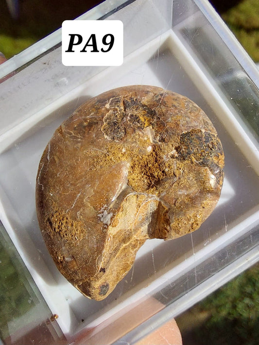 Phylloceras Ammonite, Fossil (Ref: PA9)