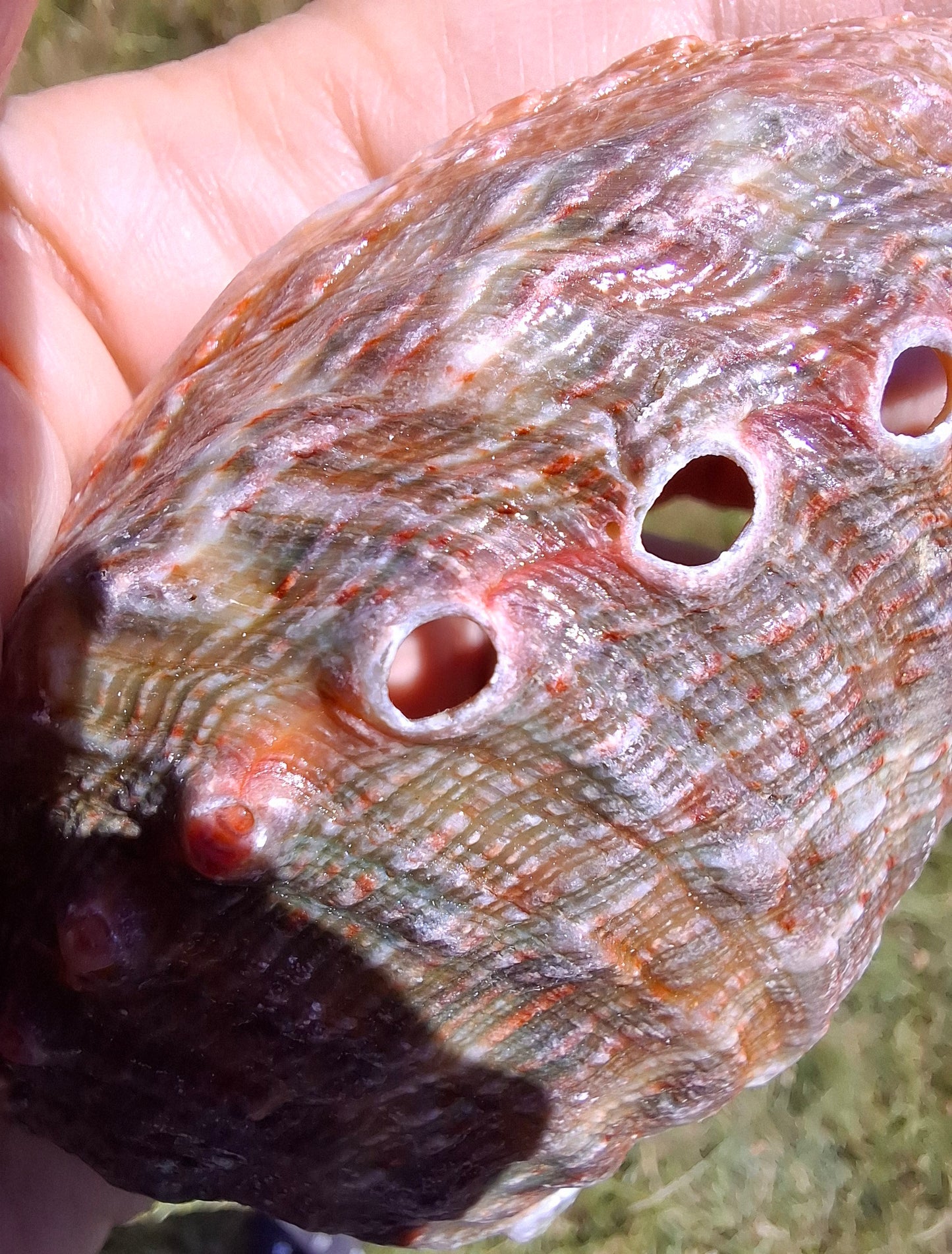 Abalone Shell, (Ref: SH3)