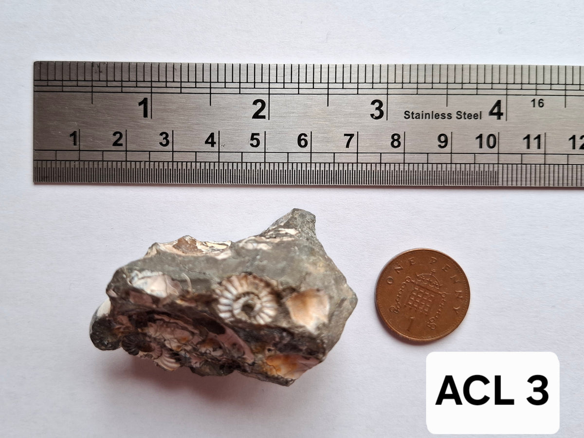 Ammonite Cluster, Fossil (Ref: ACL3)