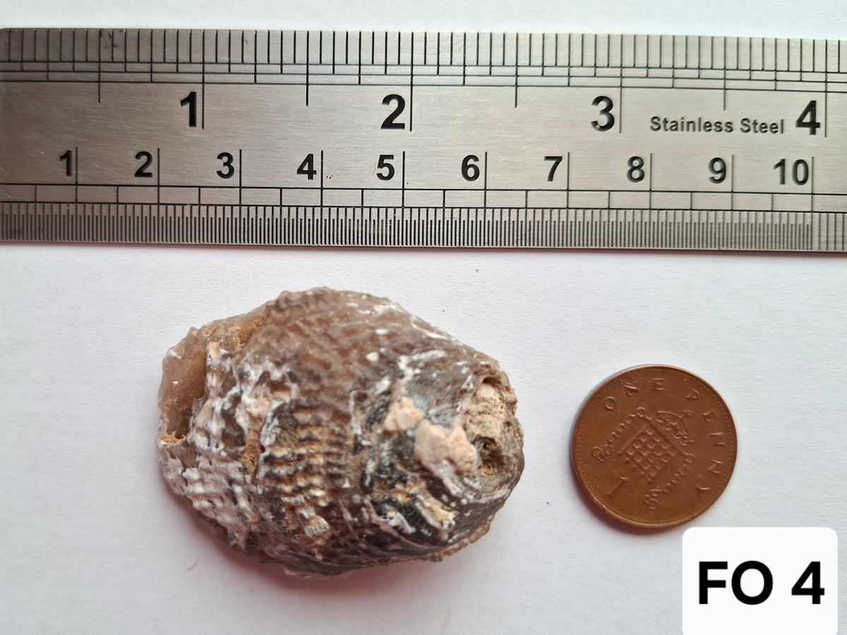 Chalcedony Oyster, Fossil (Ref: FO4)