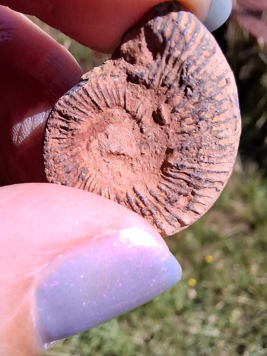 Small Haematite Ammonite HALF, 1.78g, Fossil (Ref: MA4)