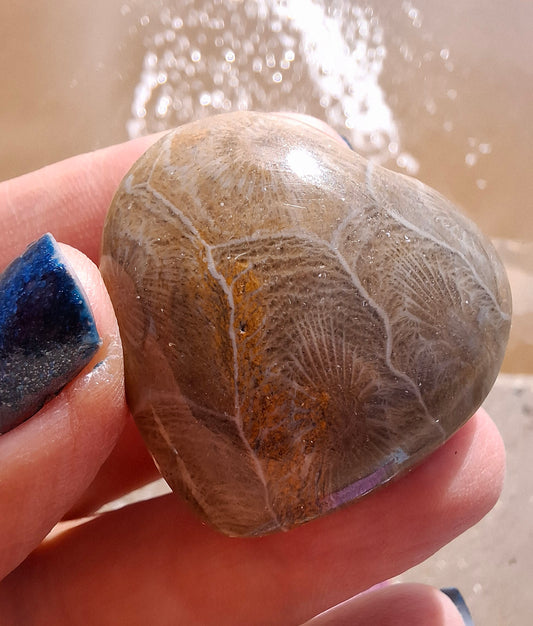 Fossil Coral Heart (Ref: CoH3)
