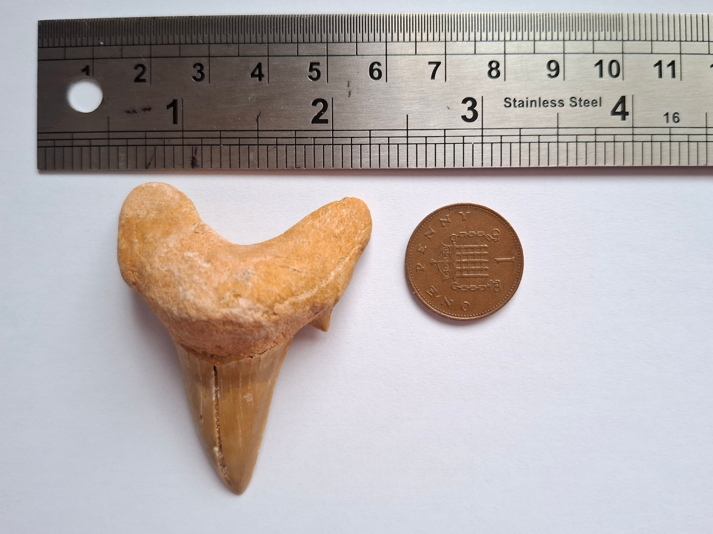 Otodus Shark Tooth, Fossil (Ref: OT 7)
