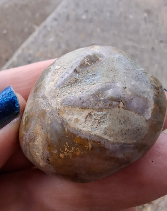Polished Sea Urchin, Fossil (Ref: SU5)
