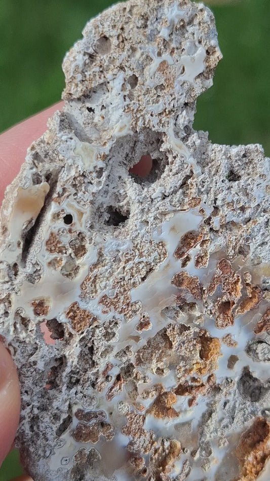 Fossilised Coral replaced by Chalcedony/Agate, Fossil (Ref: FCA2)