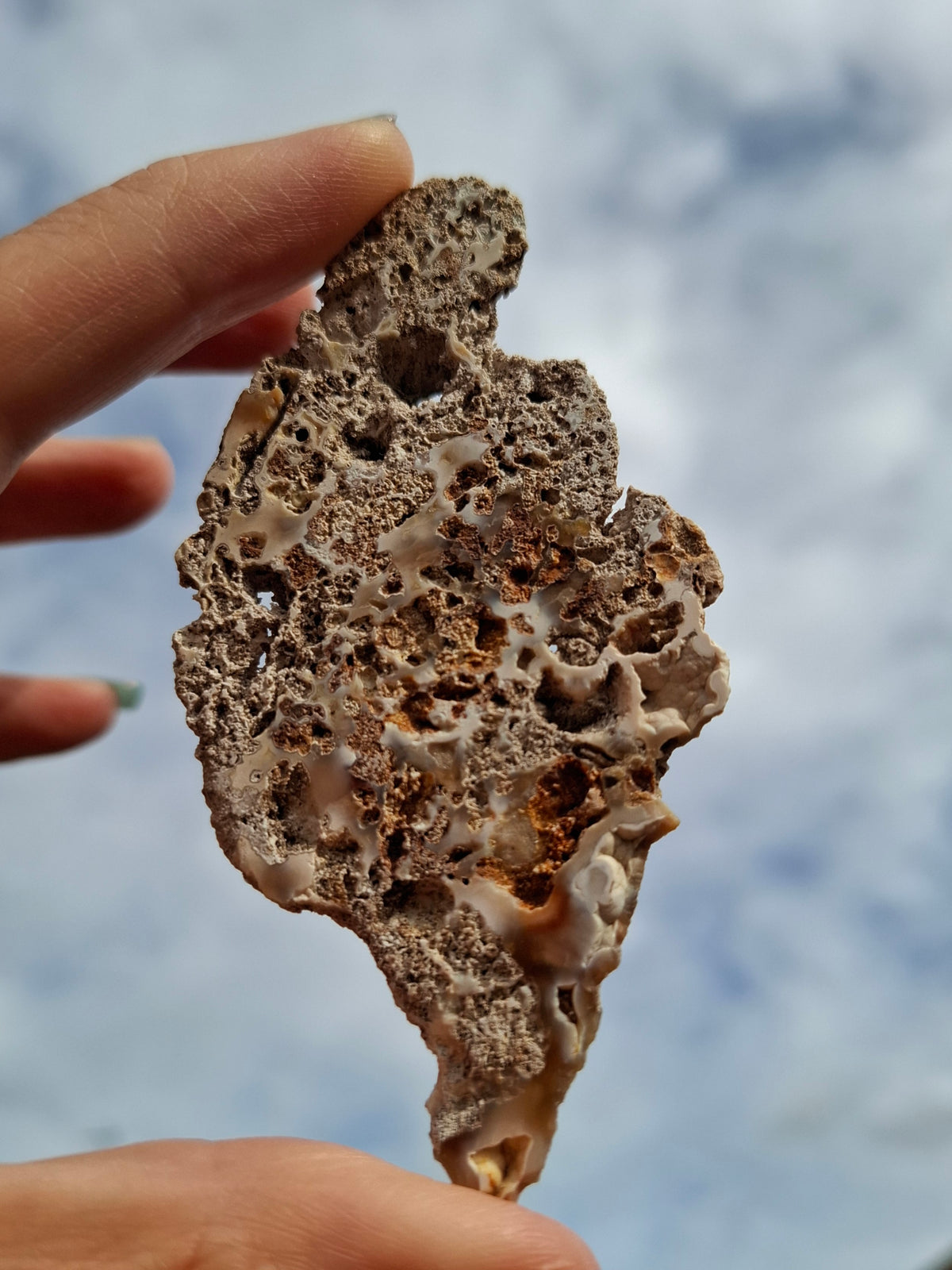Fossilised Coral replaced by Chalcedony/Agate, Fossil (Ref: FCA2)
