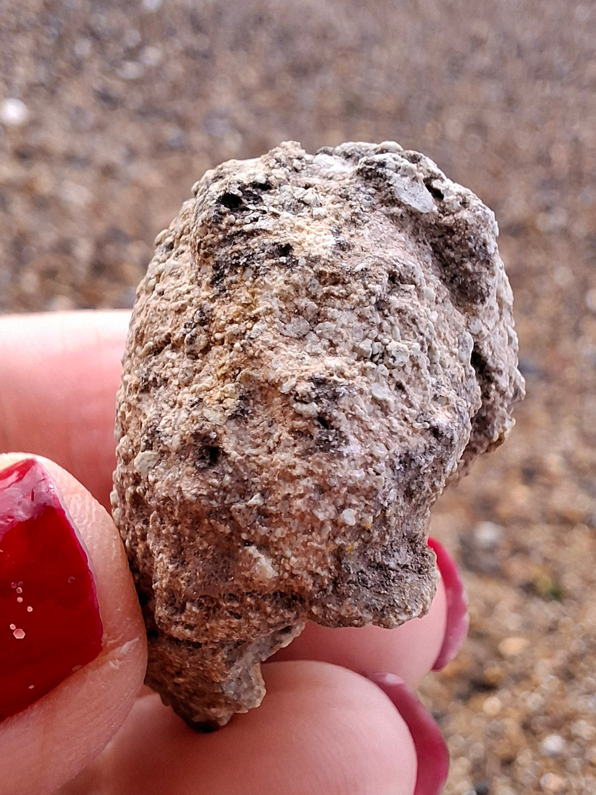 Sauropod Dinosaur Coprolite, 12.82g, Fossil (Ref: DP1)