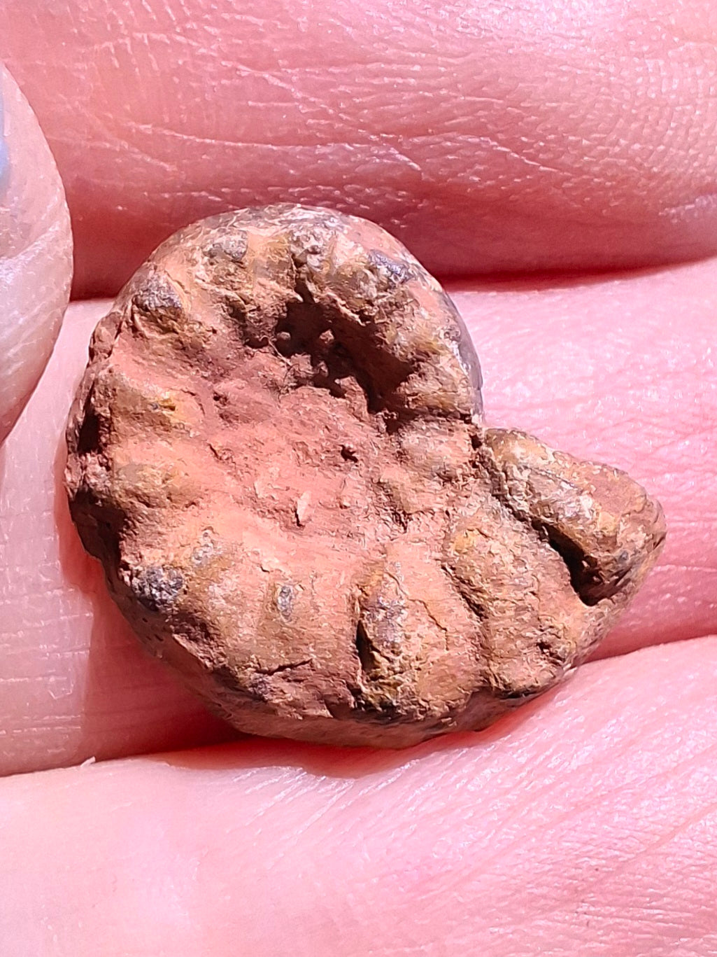 Small Haematite Ammonite HALF, 1.41g, Fossil (Ref: MA6)