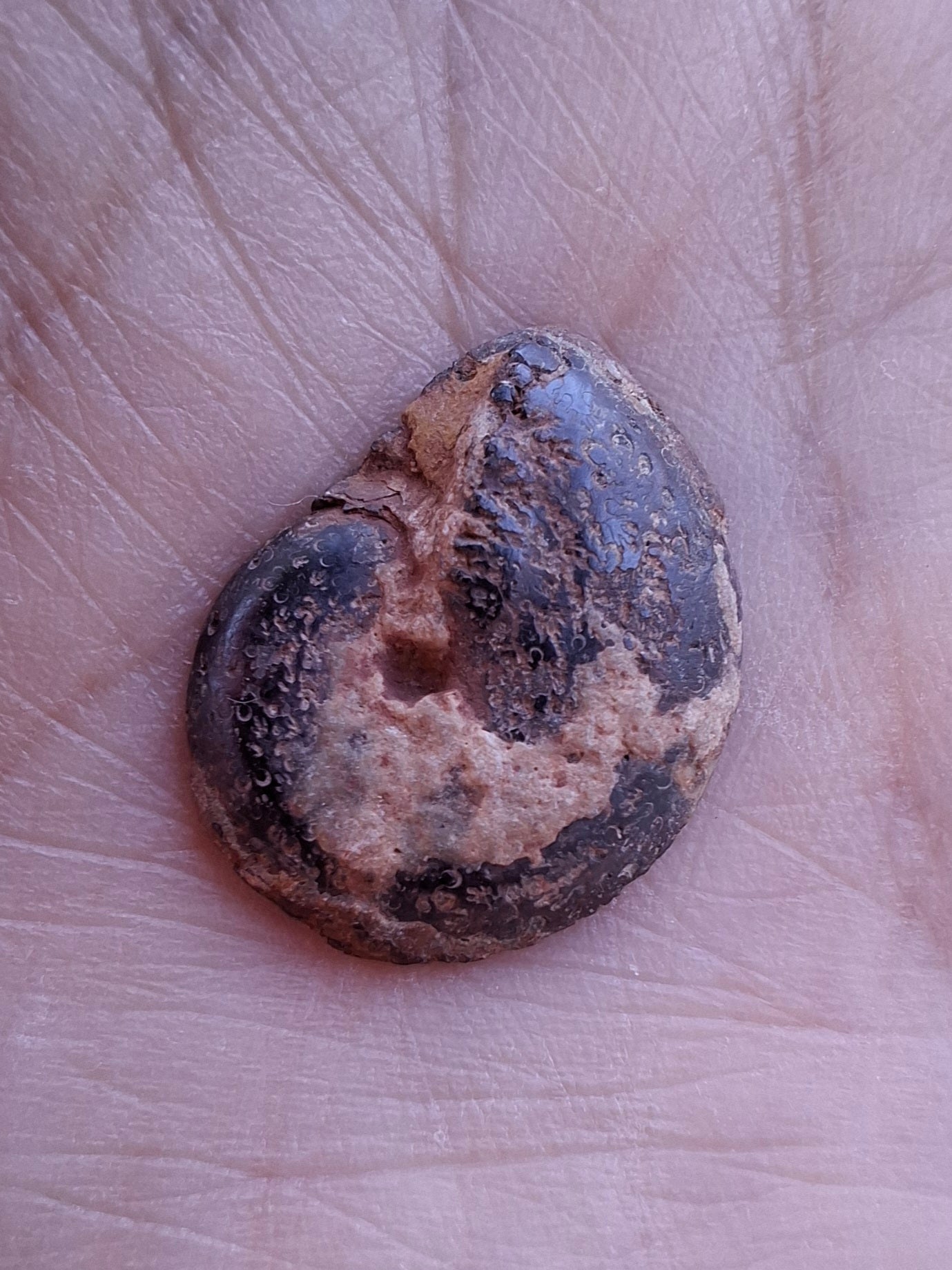 Small Haematite Ammonite HALF, 1.36g, Fossil (Ref: MA12)