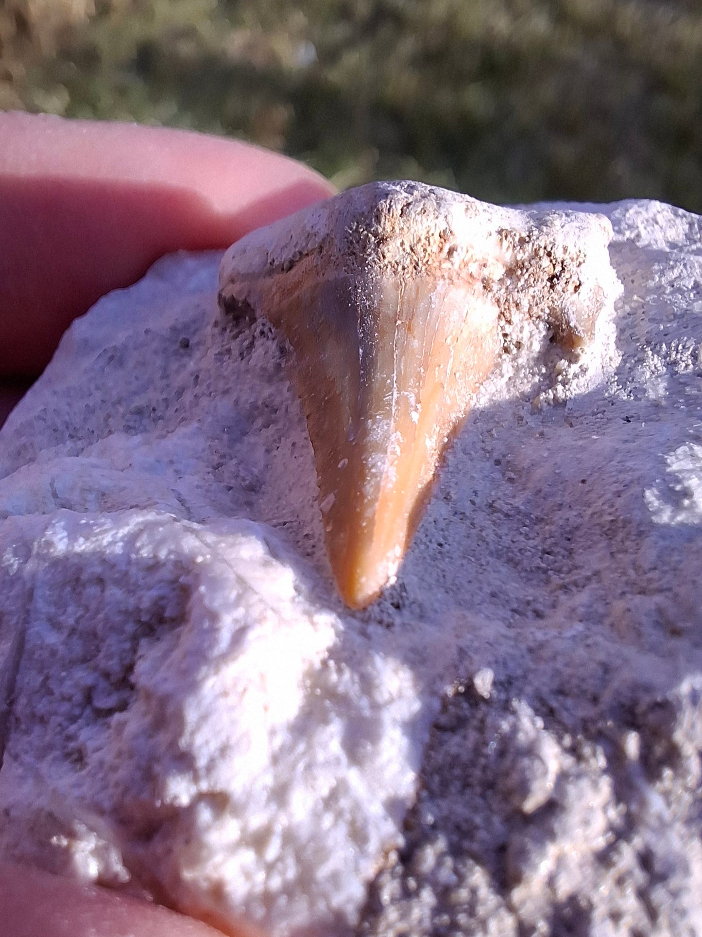 Otodus Shark Tooth in Rock, Fossil (Ref: OT2)