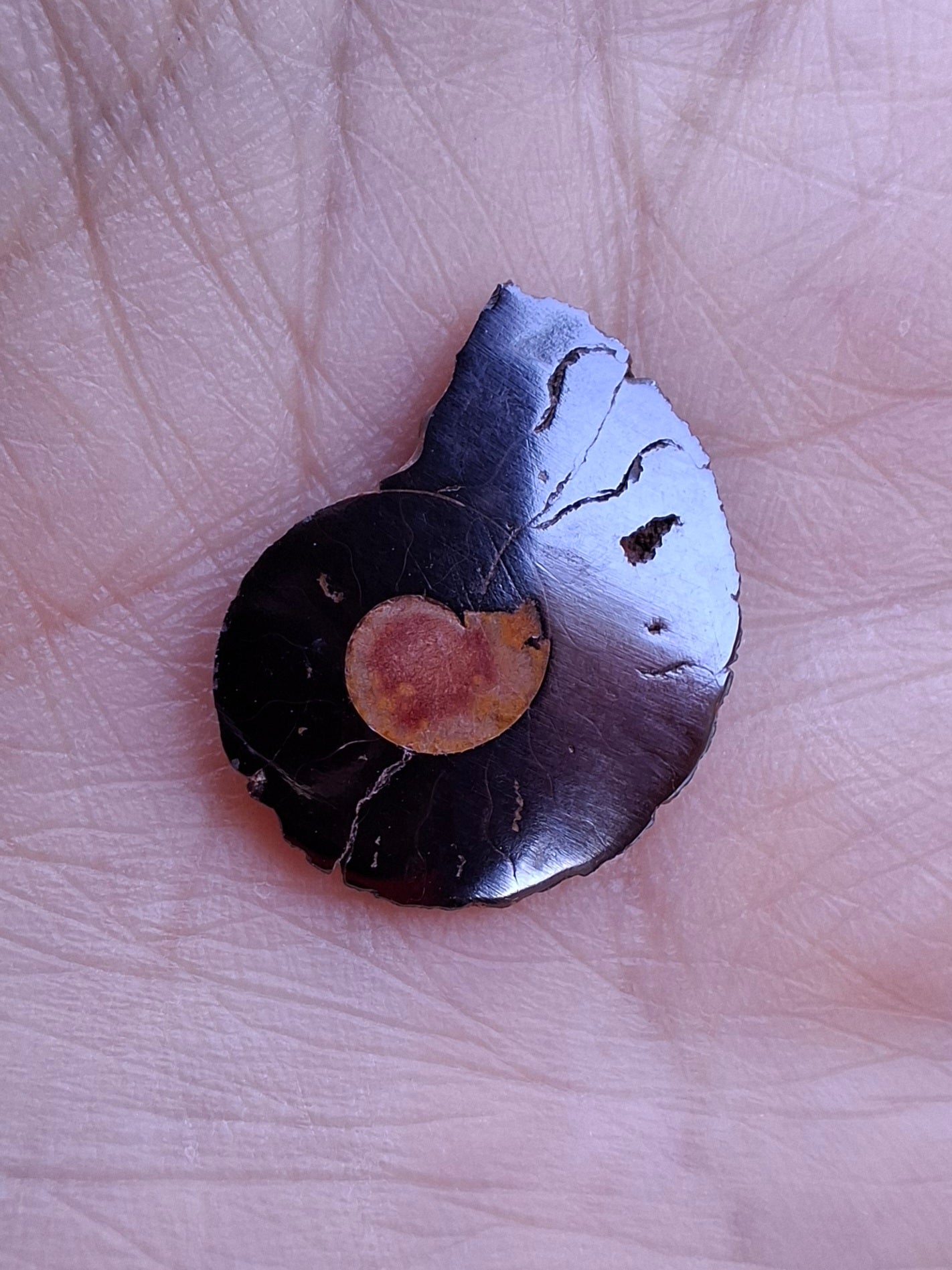 Small Haematite Ammonite HALF, 1.19g, Fossil (Ref: MA11)