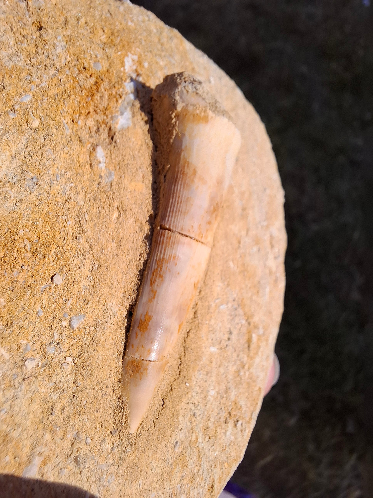 Enchodus Sabre Tooth, Fossil (Ref: ES5)