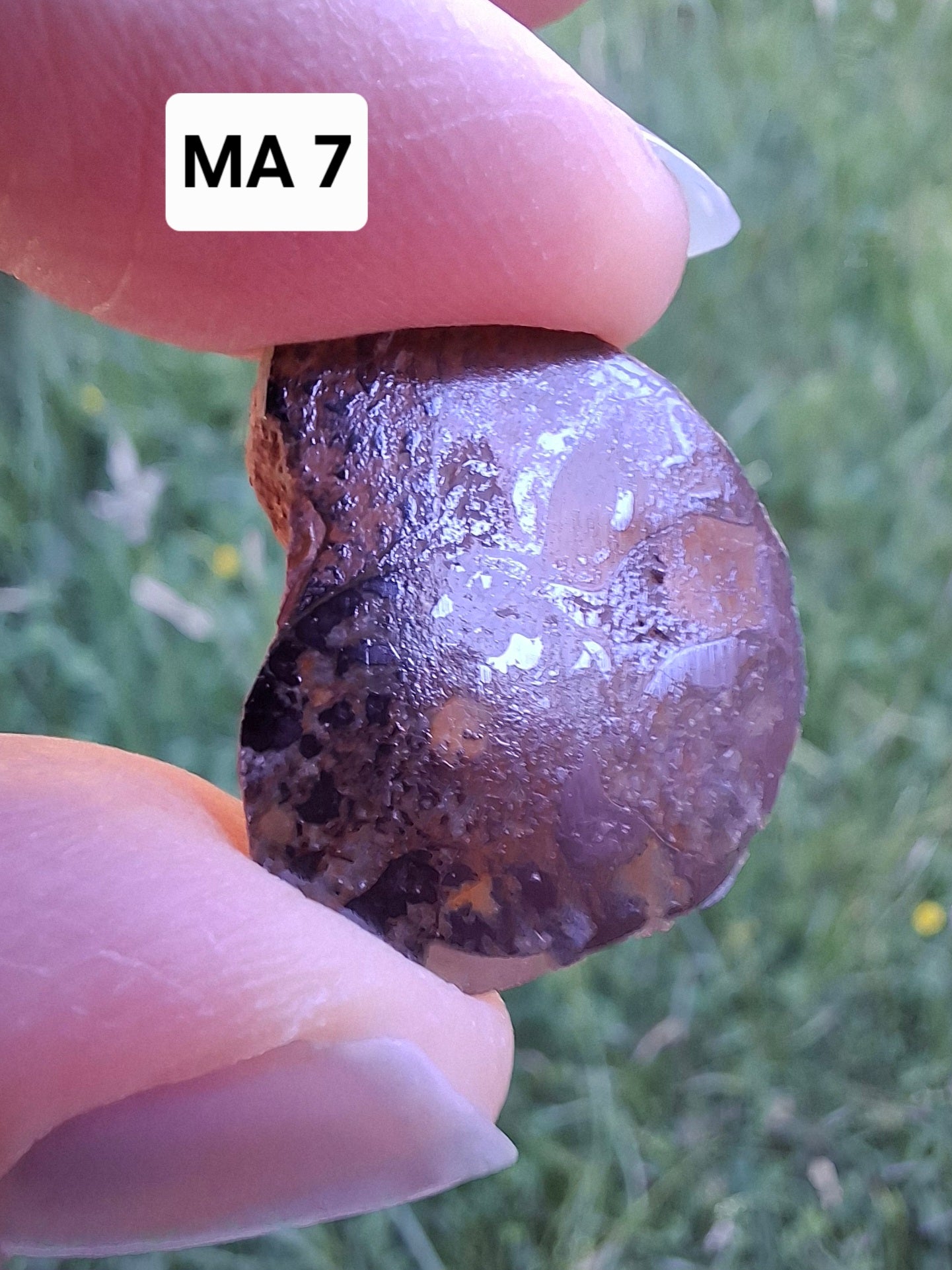 Small Haematite Ammonite HALF, 2.59g, Fossil (Ref: MA7)