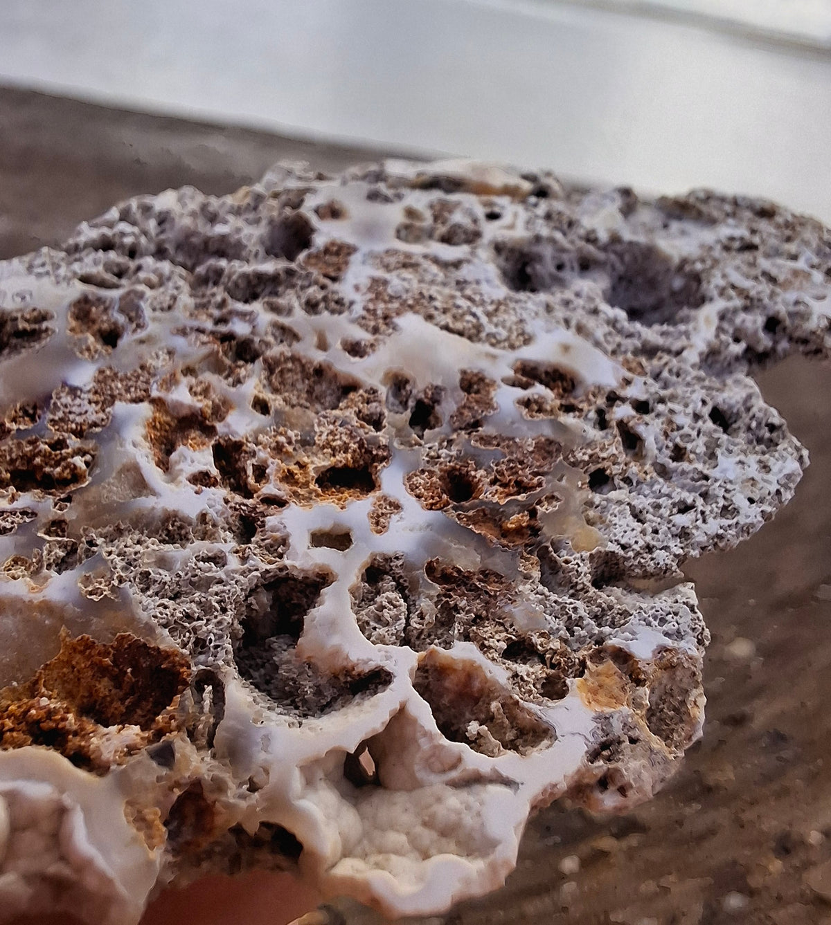 Fossilised Coral replaced by Chalcedony/Agate, Fossil (Ref: FCA2)