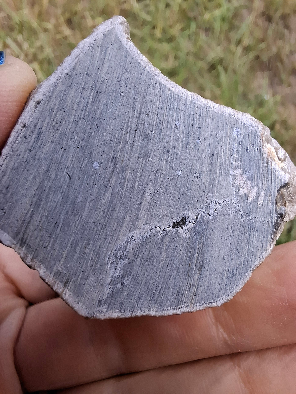 Ammonite Cluster, Fossil (Ref: ACL1)
