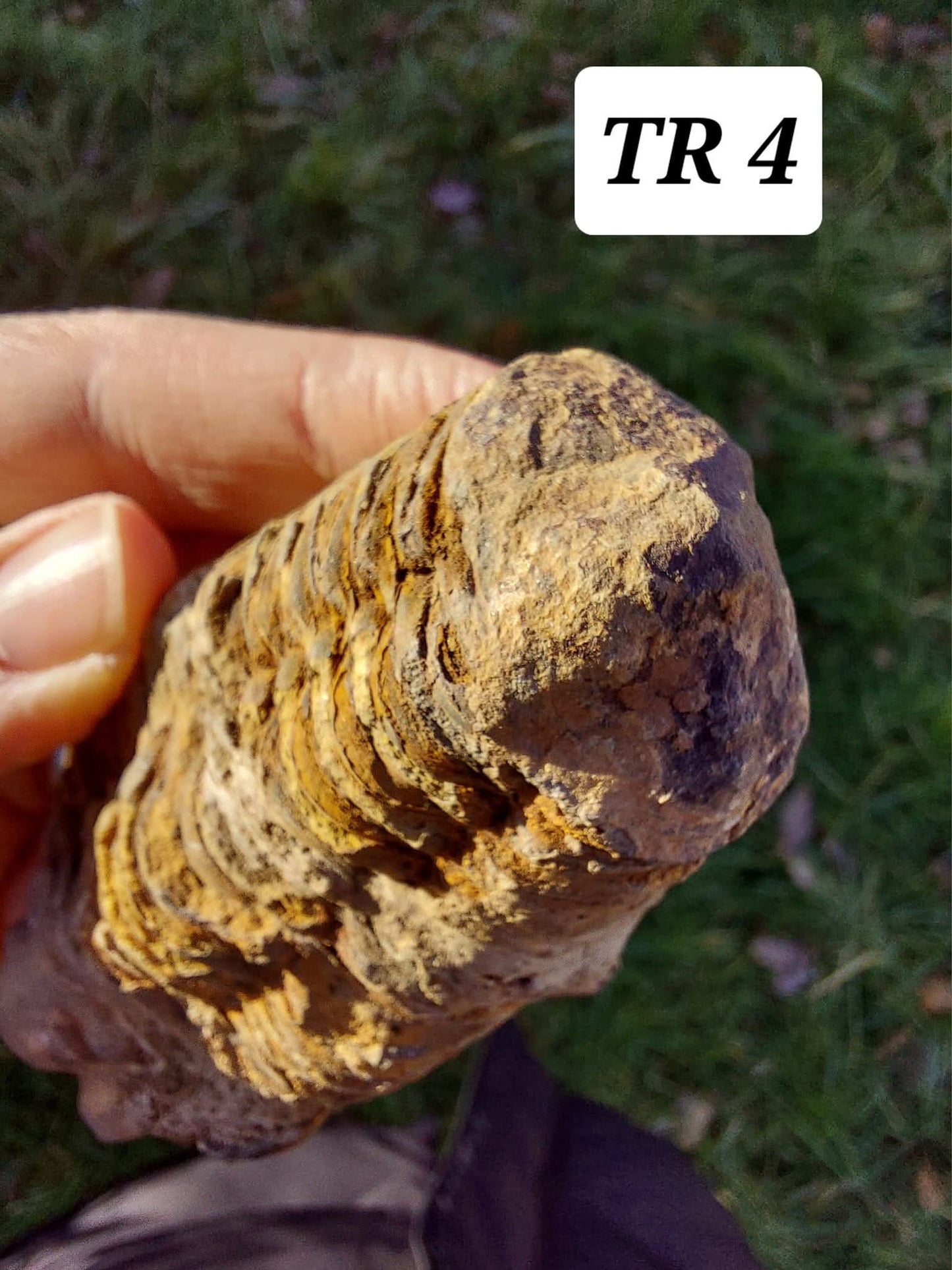 Trilobite (Flexicalymene), 111.00g, Fossil (Ref: TR4)