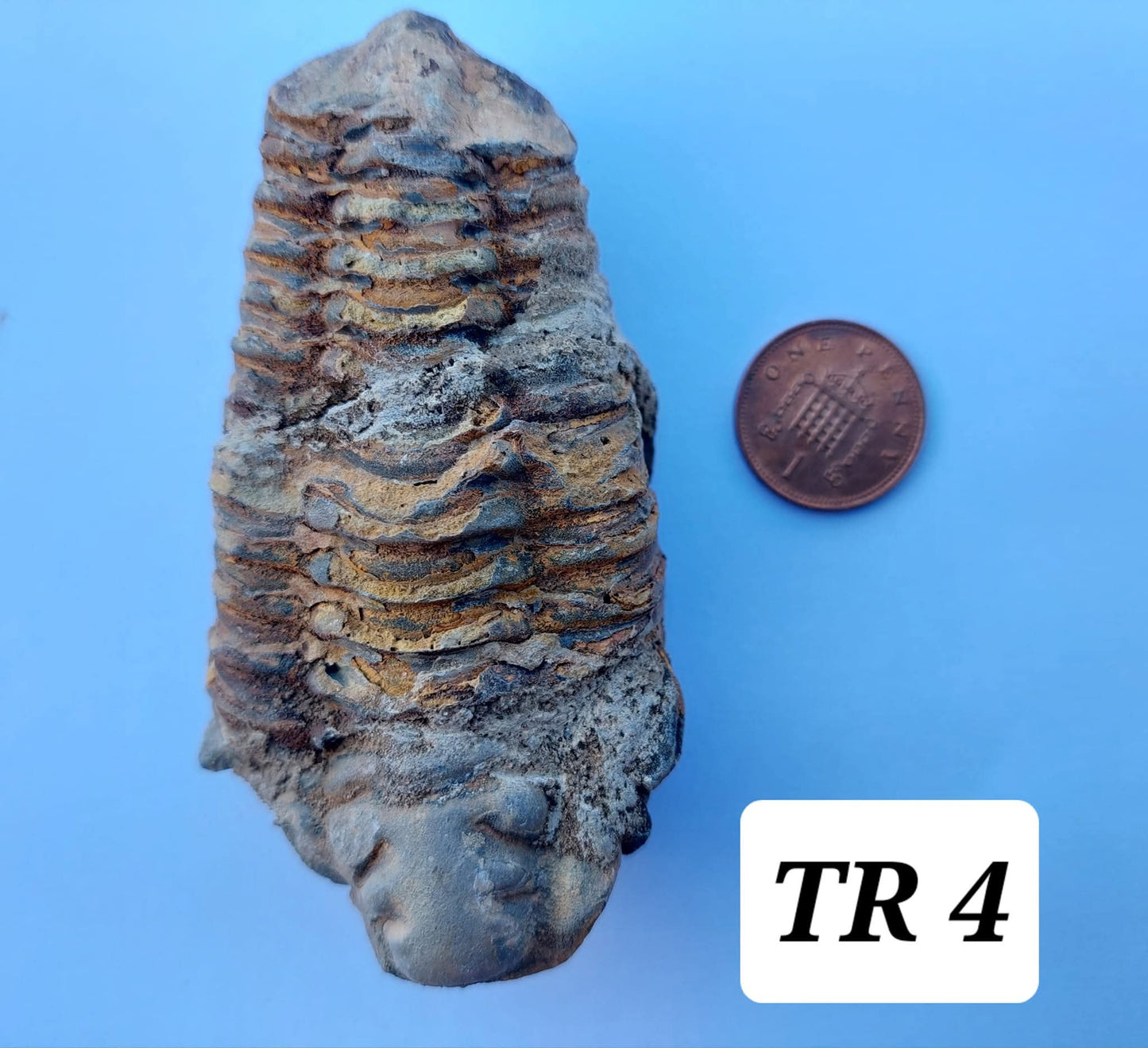 Trilobite (Flexicalymene), 111.00g, Fossil (Ref: TR4)