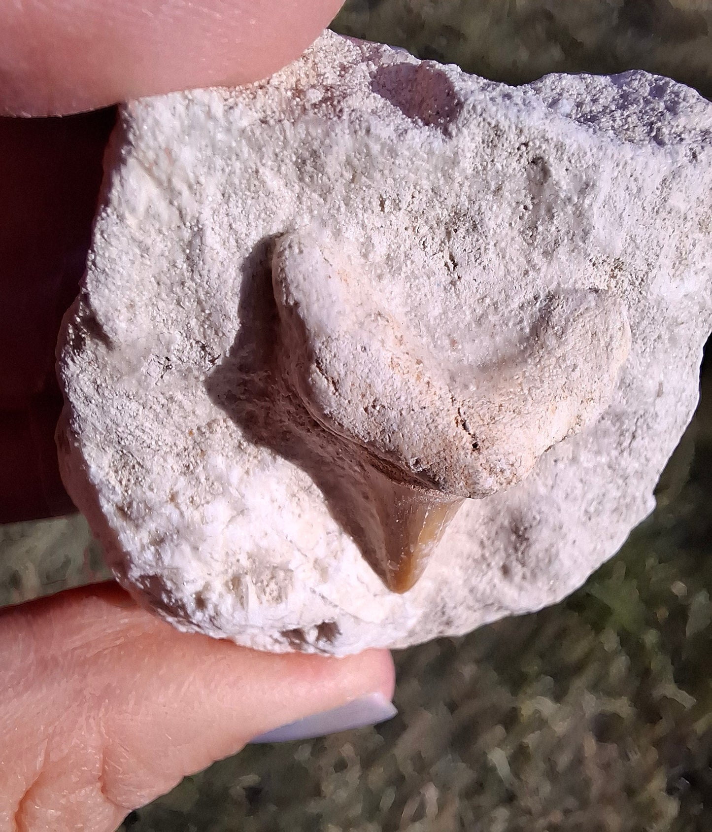 Otodus Shark Tooth in Rock, Fossil (Ref: OT2)