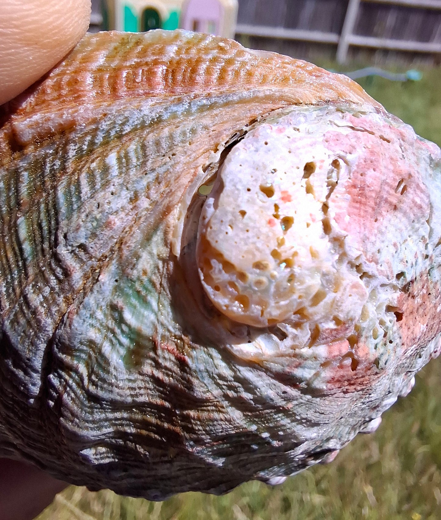 Abalone Shell, (Ref: SH1)