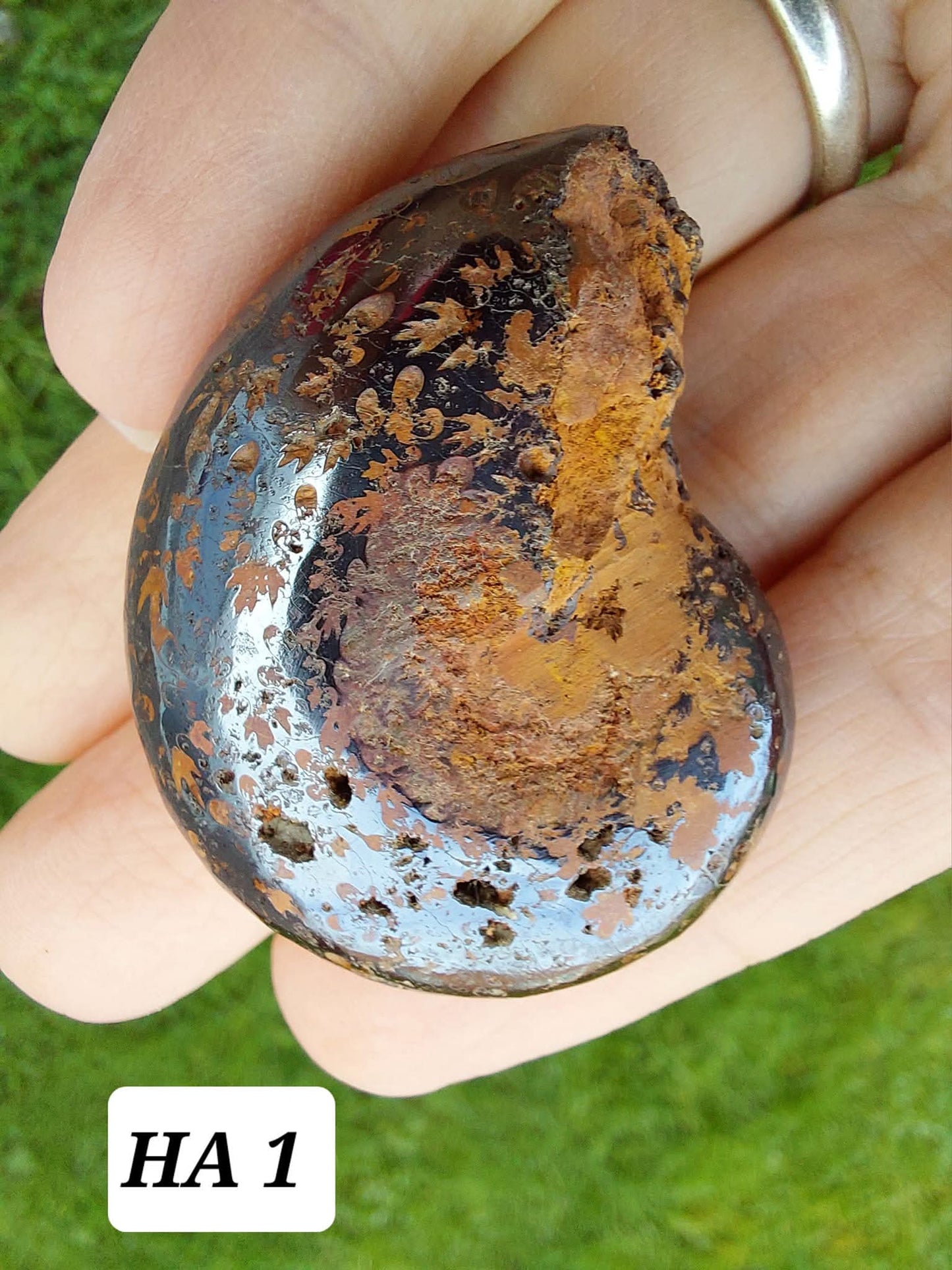 Hematite Ammonite, 21.29g, Fossil (Ref: HA1)