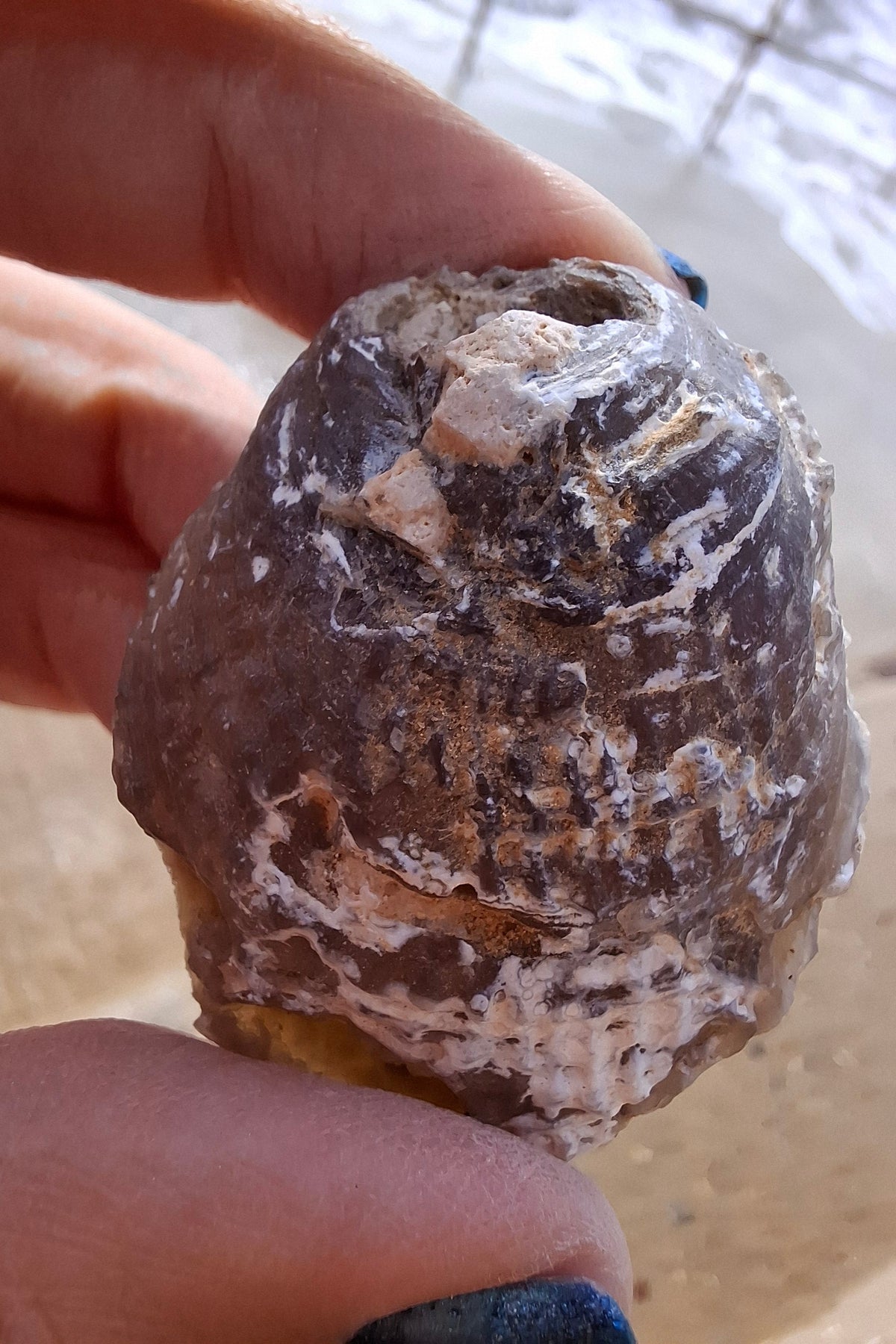Chalcedony Oyster, Fossil (Ref: FO4)