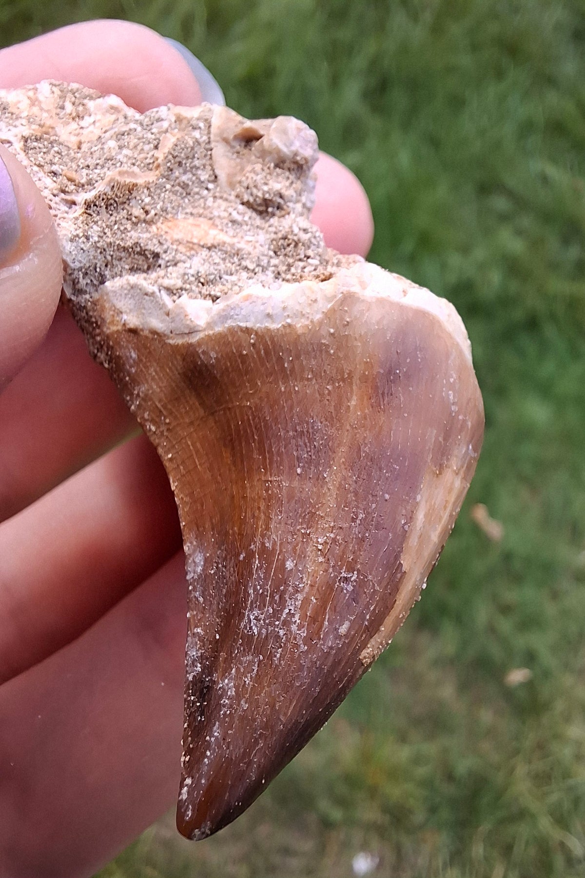 Mosasaurus Tooth with matrix, Fossil, (Ref: MTM1)
