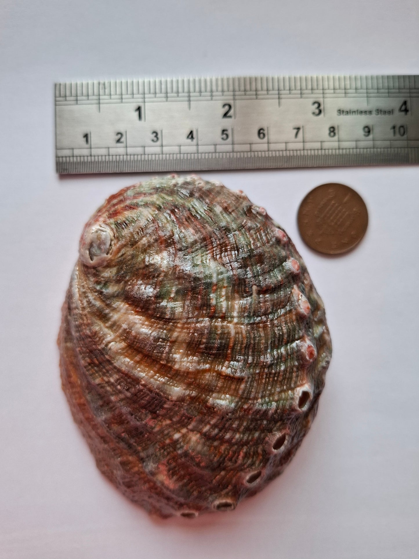 Abalone Shell, (Ref: SH3)