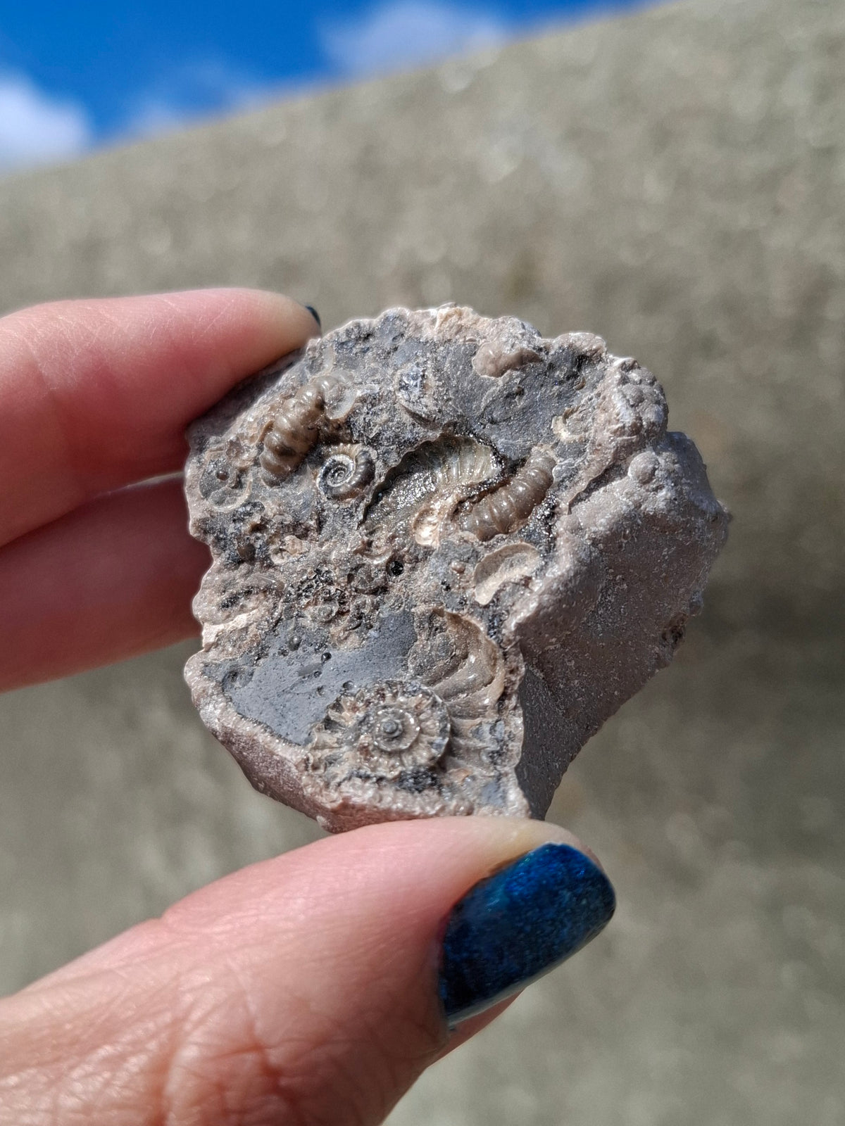 Ammonite Cluster, Fossil (Ref: ACL1)